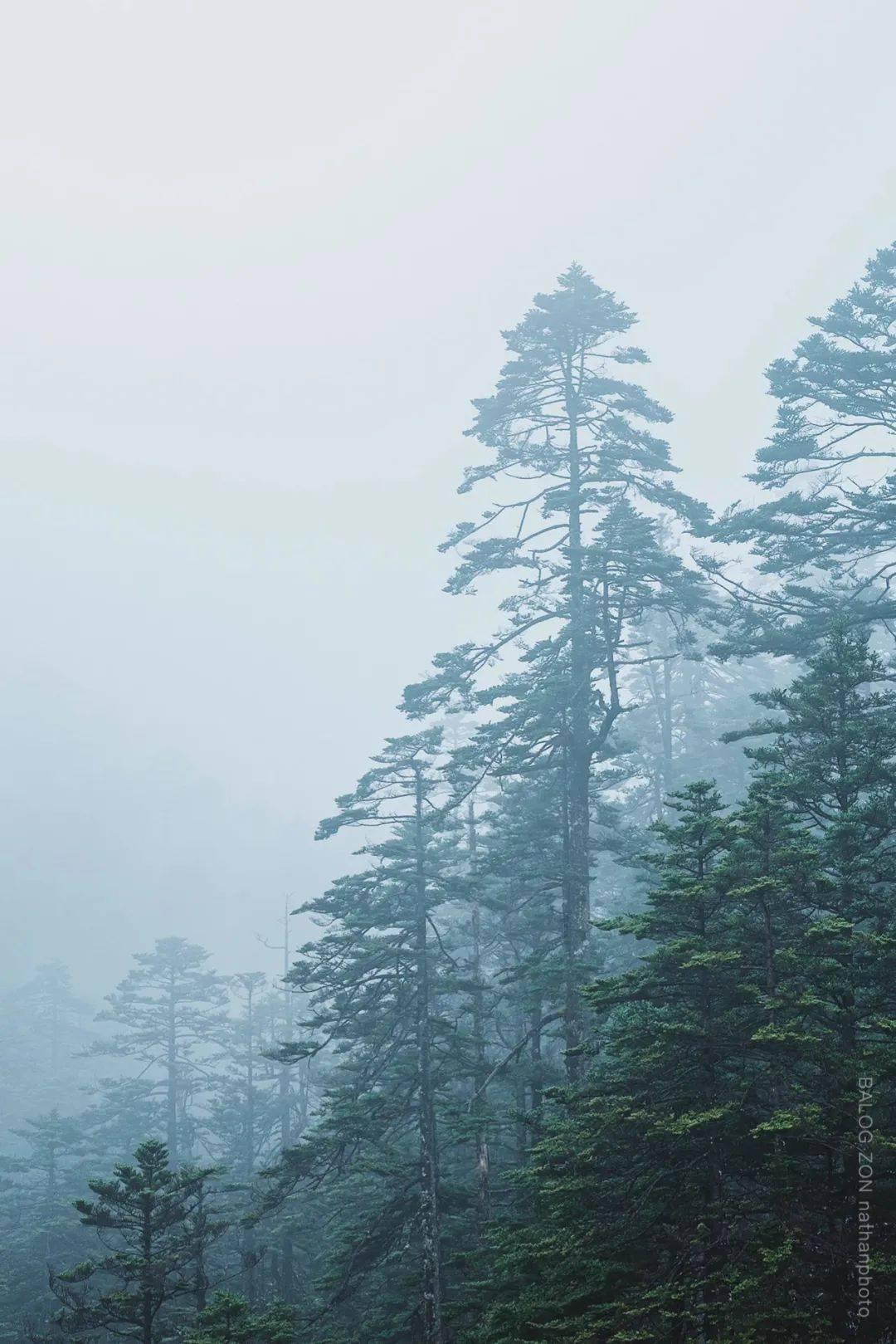 拯救可爱小浣熊